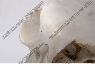 Photo Reference of Animal Skull